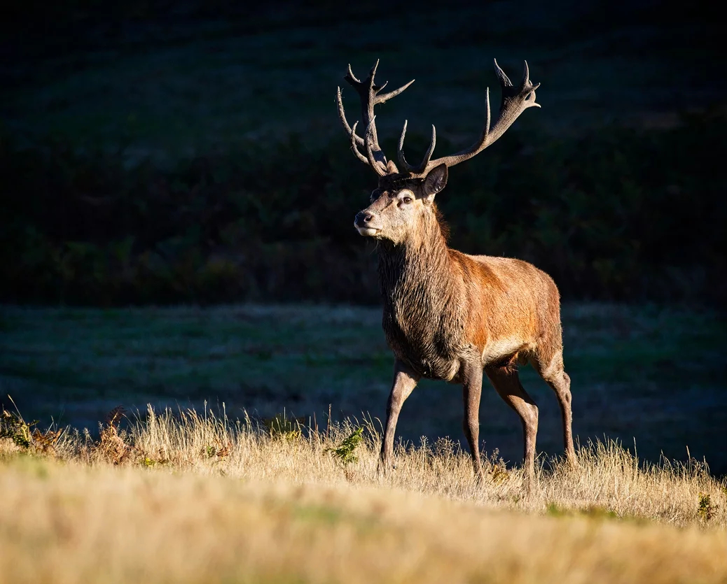 Stag in an open field, brand image of Aligned Partners, executive search and headhunting in Belgium